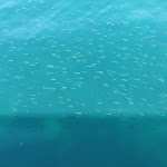 Photo n° 1 de l'avis de Miko.i fait le 02/06/2022 à 09:56 pour Gavotnaute Léman à Évian-les-Bains