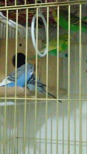 Pet Supply Store «Petland Discounts - Sunset Park», reviews and photos, 5015 5th Ave, Brooklyn, NY 11220, USA