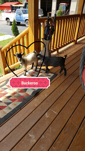 Home Improvement Store «Tractor Supply Co.», reviews and photos, 3790 Teays Valley Road, Hurricane, WV 25526, USA