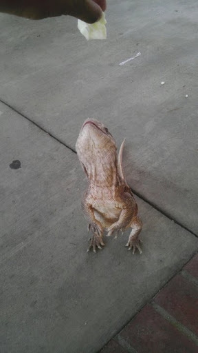 Pet Store «Bird Dog & Catfish», reviews and photos, 115 Old Boerne Rd, Bulverde, TX 78163, USA