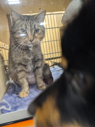 Pet Supply Store «PetSmart», reviews and photos, 2865 Oak Valley Dr, Ann Arbor, MI 48103, USA