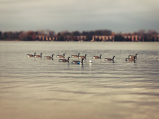 Park «Paulus Park», reviews and photos, 200 S Rand Rd, Lake Zurich, IL 60047, USA