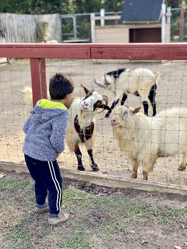 Zoo «3 Palms Zoo & Education Center», reviews and photos, 924 Blackbird Forest Rd, Clayton, DE 19938, USA