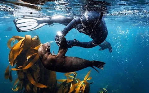 Seal Snorkeling Cape Town image