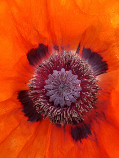 Tourist Attraction «NatureScaping Wildlife Botanical Gardens», reviews and photos, 11000 NE 149th St, Brush Prairie, WA 98606, USA