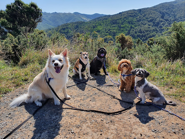 Reviews of Critters & Creatures Pet Care | Puppy Training | Social Play Groups | Structured Pack Walks in Lower Hutt - Dog trainer