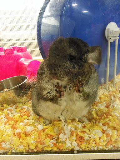 Banfield Pet Hospital image