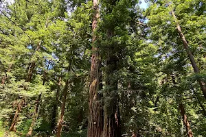 Sequoia Gemella Sempervirens Gigante image