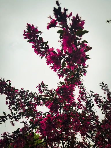 Municipality «Country Lakes Park», reviews and photos, 1835 N Aurora Rd, Naperville, IL 60563, USA