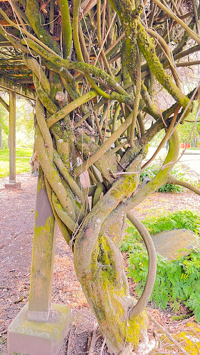 Park «Island Park», reviews and photos, 200 W B St, Springfield, OR 97477, USA