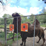 Photo n° 3 de l'avis de Charline.r fait le 01/09/2023 à 14:21 pour La Halte Du Volcan à Pléchâtel