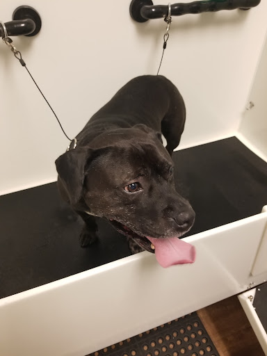 Pet Supply Store «EarthWise Pet Panama City», reviews and photos, 632 W 23rd St, Panama City, FL 32405, USA