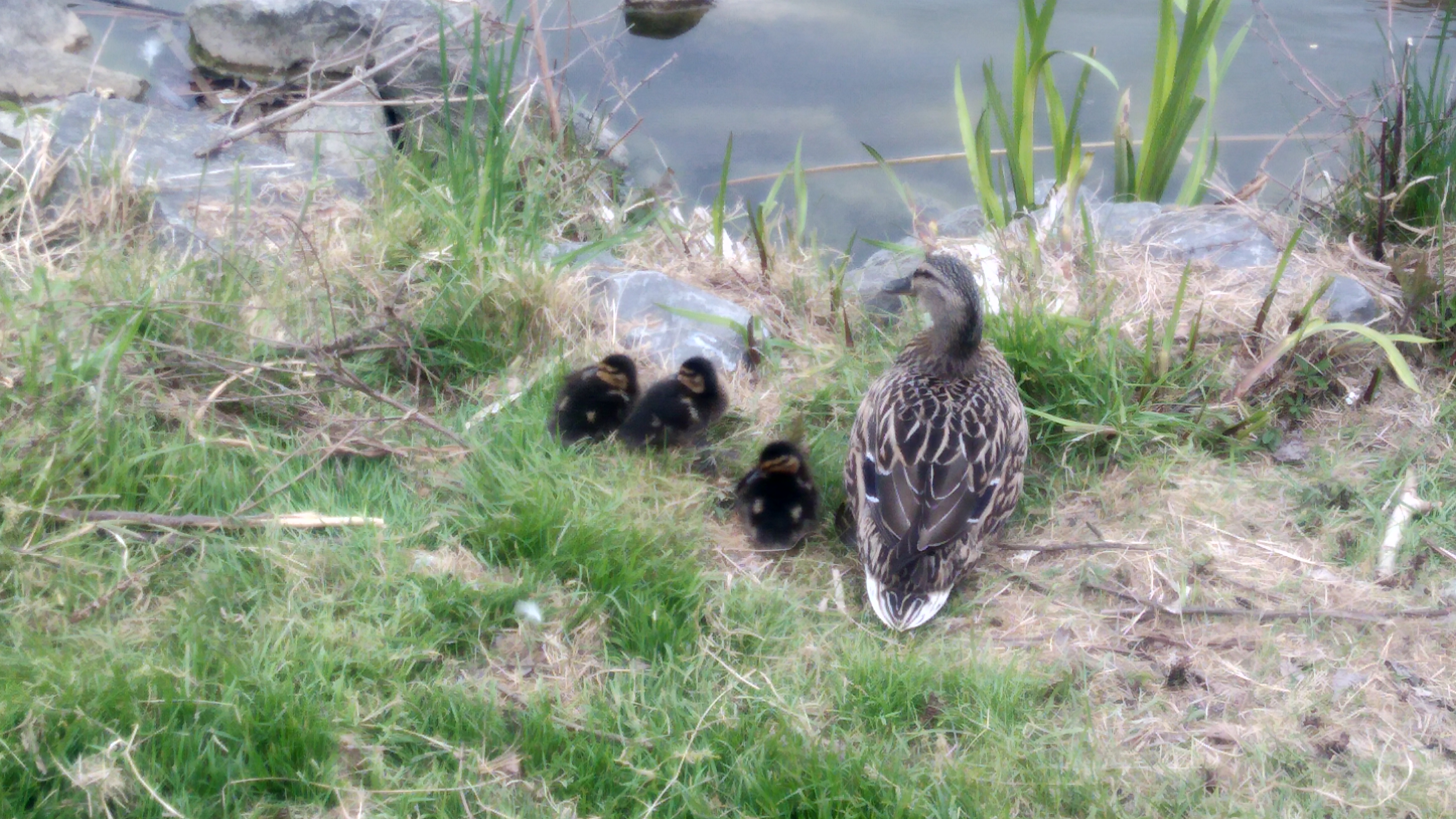 Photo n° 1 de l'avis de Patrick.O fait le 20/04/2019 à 19:37
