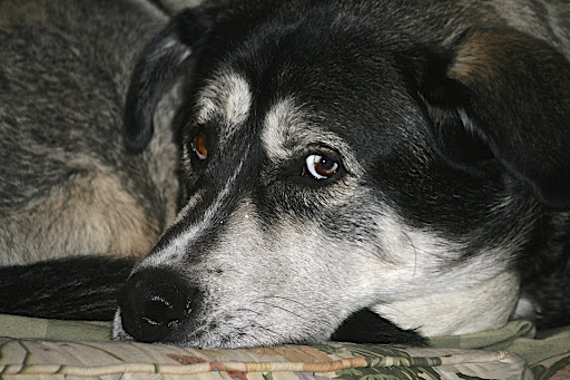 Pet Supply Store «PetSmart», reviews and photos, 2997 Max Ave, Bozeman, MT 59718, USA