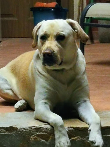 Clínica Veterinaria Comtat en Cocentaina