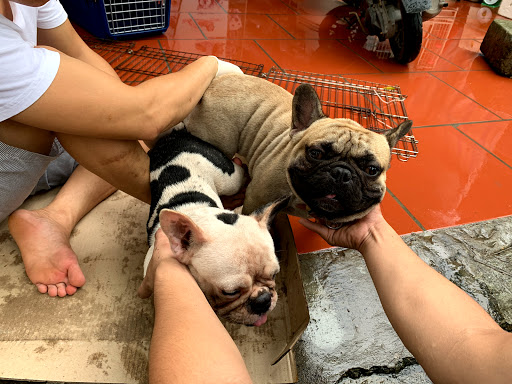 Top 20 cửa hàng pet Huyện Lương Sơn Hòa Bình 2022