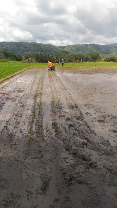 Photos of Bibit Gurami Merah