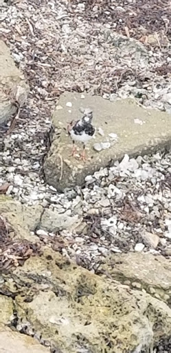 Park «Edgewater Park», reviews and photos, 51 Main St, Dunedin, FL 34698, USA