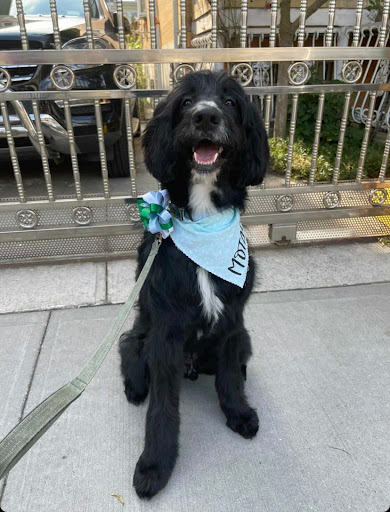 Pet Store «Rainbow Pet Supplies», reviews and photos, 3940 58th St, Woodside, NY 11377, USA