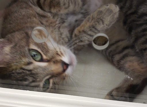 Pet Supply Store «Petco Animal Supplies», reviews and photos, 35860 Chester Rd, Avon, OH 44011, USA