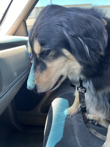 Pet Supply Store «PetSmart», reviews and photos, 21032 S Ellsworth Loop, Queen Creek, AZ 85142, USA