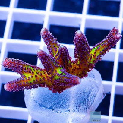 Unique Corals