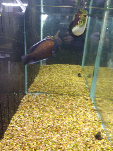 Pet Store «M V Pets», reviews and photos, 7429 S Westnedge Ave, Portage, MI 49002, USA