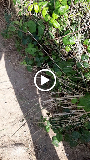 State Park «Myles Standish State Forest», reviews and photos, 194 Cranberry Rd, Carver, MA 02330, USA