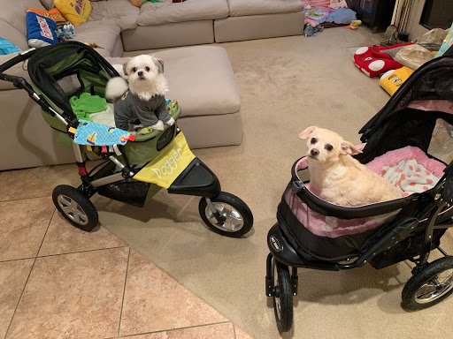 Pet Supply Store «PetSmart», reviews and photos, 19075 Interstate 45 S, Shenandoah, TX 77385, USA