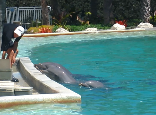 Tour Agency «Miami Swim With Dolphin Tours», reviews and photos, 247 SW 8th St, Miami, FL 33130, USA