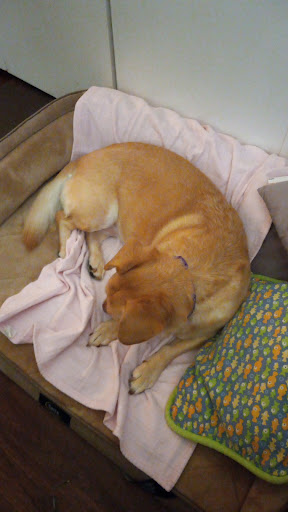 Pet Supply Store «PetSmart», reviews and photos, 2901 Agua Fria Fwy, Phoenix, AZ 85027, USA