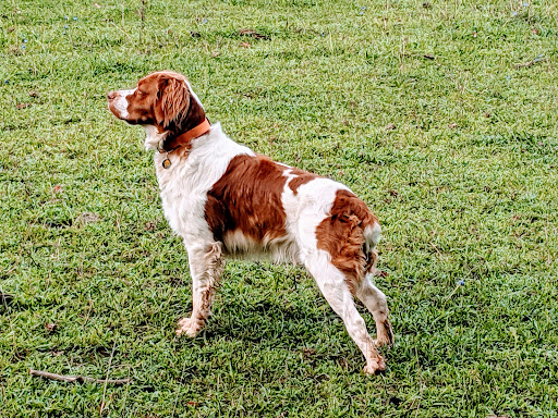 Pet Supply Store «Blue Ridge Dog», reviews and photos, 115 W Water St, Harrisonburg, VA 22801, USA