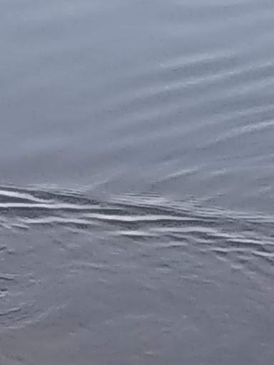 Park «Royal Palm Park», reviews and photos, 1701 NW 38th St, Oakland Park, FL 33309, USA