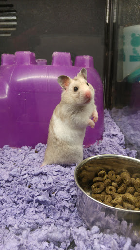 Pet Supply Store «PetSmart», reviews and photos, 13241 Gateway Center Dr, Gainesville, VA 20155, USA