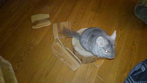 Florist «Petals & Paws», reviews and photos, 465 Albany Turnpike, Canton, CT 06019, USA