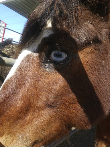 Pony Time at Lakewood Equestrian Center image