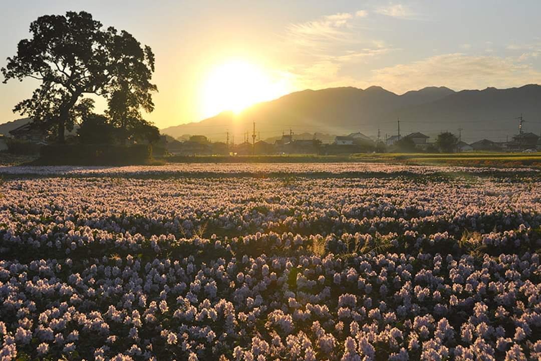 Svay Rieng, Kamboçya