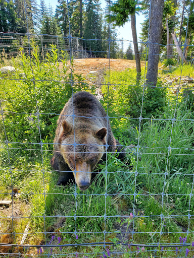 Grizzly Bear Habitat