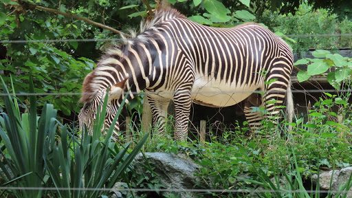 Tourist Attraction «Elephant Trails», reviews and photos, 3001 Connecticut Ave NW, Washington, DC 20008, USA