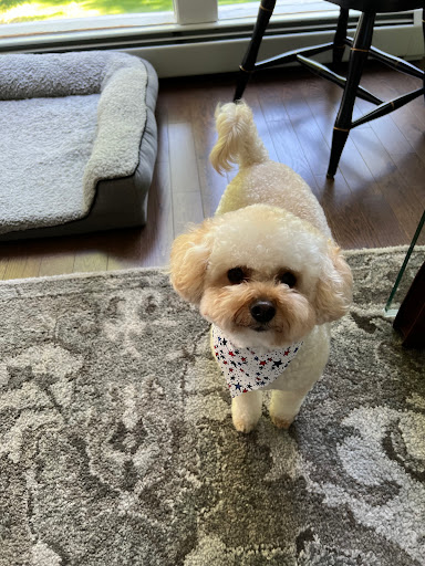 Pet Supply Store «Pet Supply Outlet», reviews and photos, 150 Spaulding Tpke, Portsmouth, NH 03801, USA