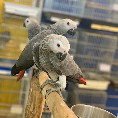 African grey parrot farm