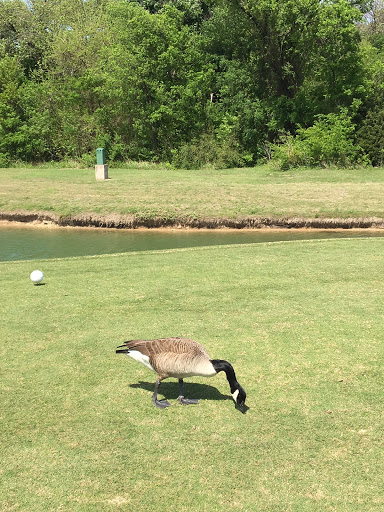 Golf Course «Firewheel Golf Park», reviews and photos, 600 W Campbell Rd, Garland, TX 75044, USA