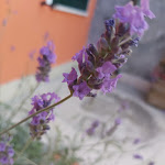 Photo n°2 de l'avis de Miriam. fait le 01/07/2021 à 19:34 sur le  B&B La casa di Santino à Comacchio