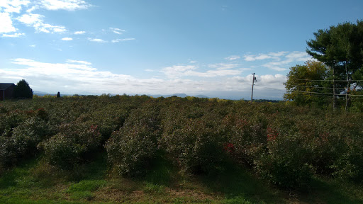 Winery «Charlotte Village Winery», reviews and photos, 3968 Greenbush Rd, Charlotte, VT 05445, USA