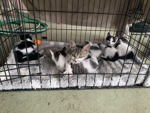 Lugares para adoptar gatos en Miami