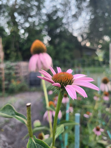 Museum «Old Davie School Historical Museum», reviews and photos, 6650 Griffin Rd, Davie, FL 33314, USA