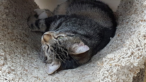 Pet Supply Store «Pet Supplies Plus», reviews and photos, 1433 E Main St, Owosso, MI 48867, USA