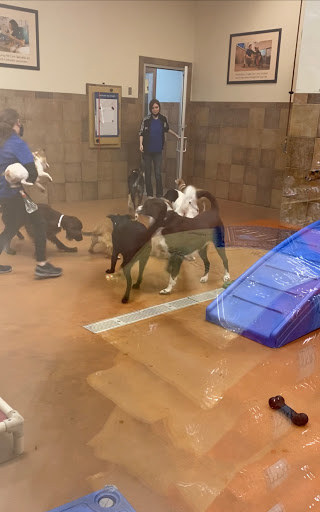 Pet Supply Store «PetSmart», reviews and photos, 131 Highlands Blvd Dr, Manchester, MO 63011, USA