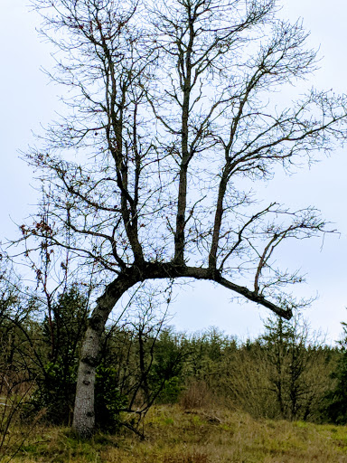 Park «Cooper Mountain Nature Park», reviews and photos, 18892 SW Kemmer Rd, Beaverton, OR 97007, USA