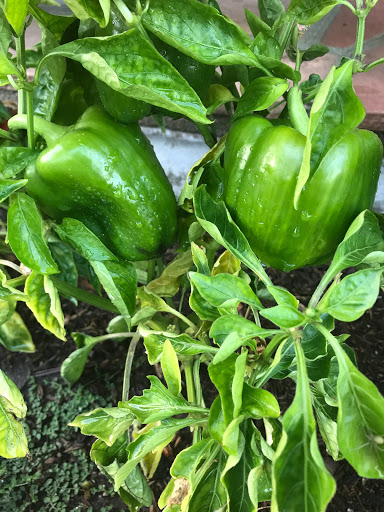 Day Care Center «Lil Critters 24hr Family Day Care», reviews and photos, 13013 Cordary Ave, Hawthorne, CA 90250, USA